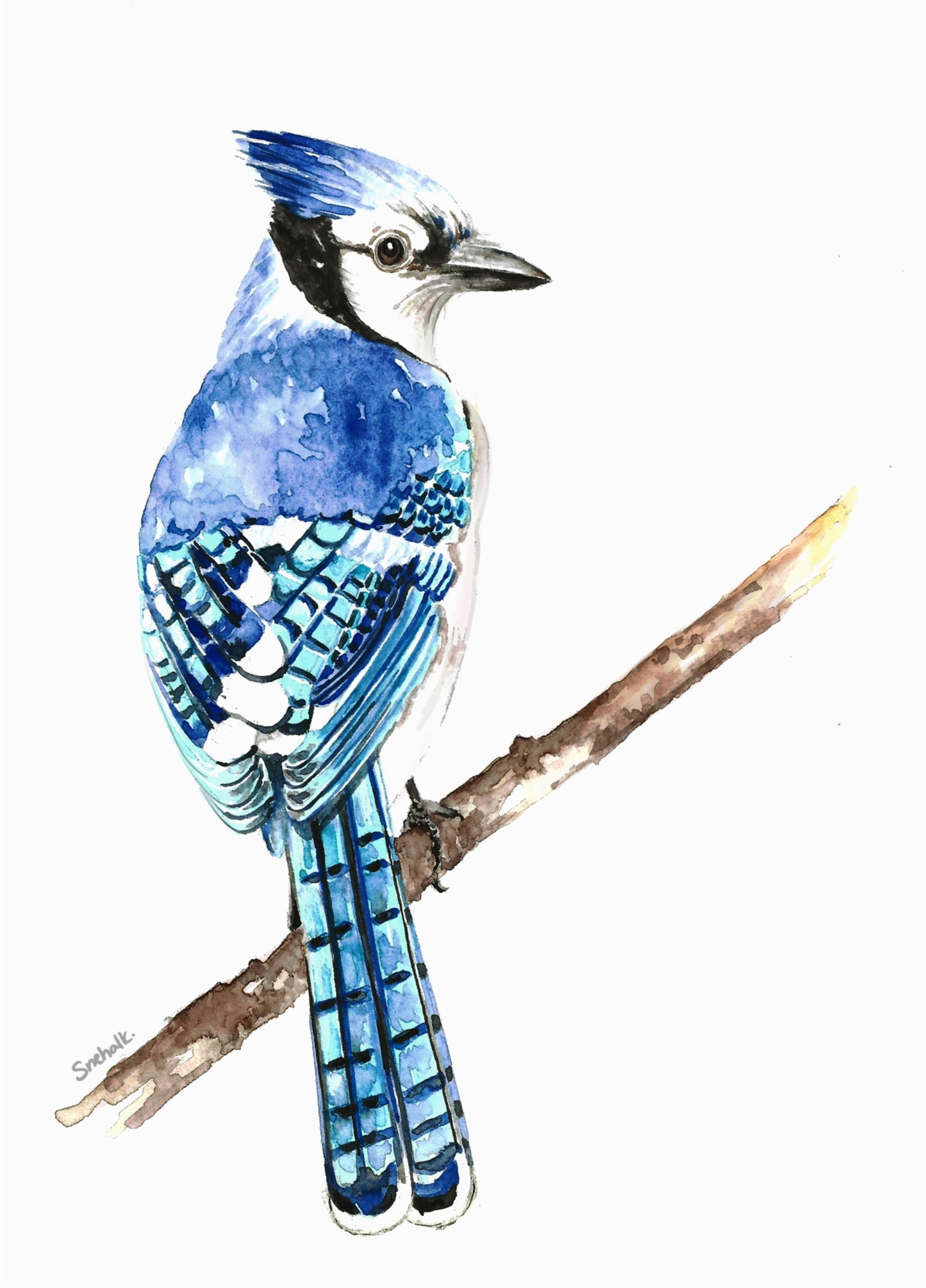 Bluejay Serenity Art Print