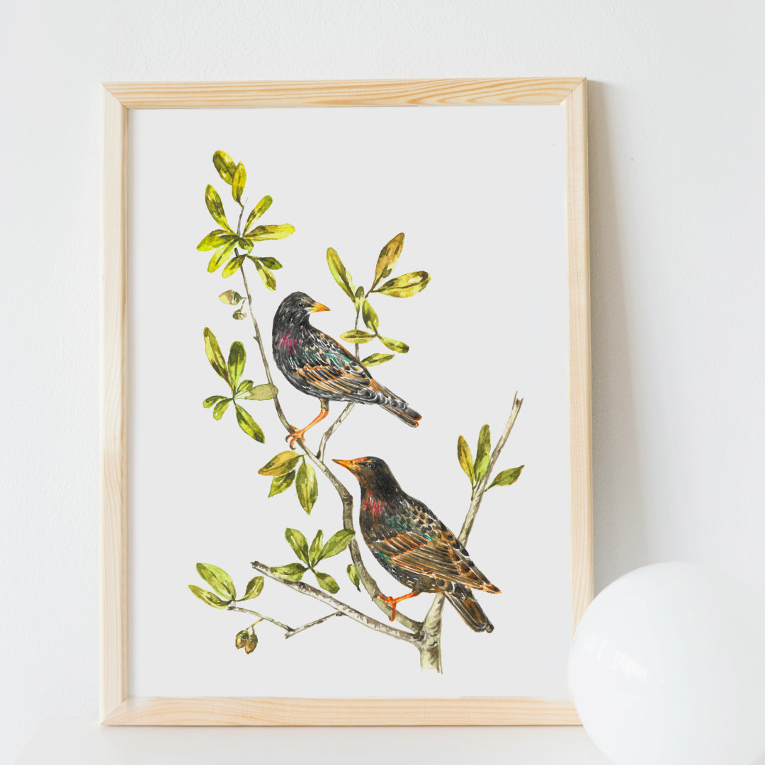 Common Starlings Art Print 5x7