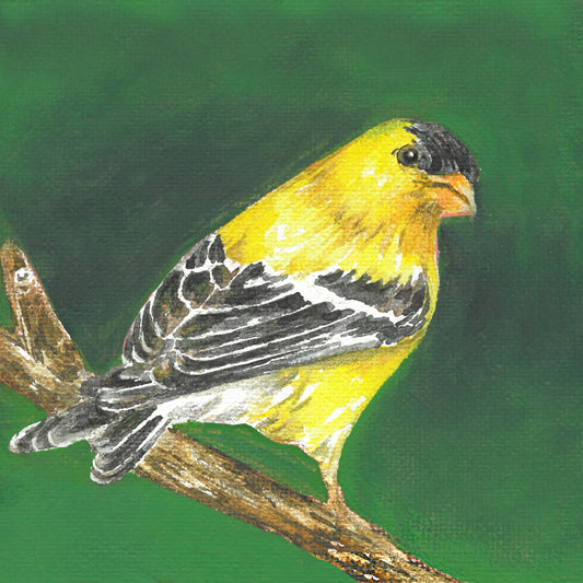 4A. Goldfinches's Golden Glow