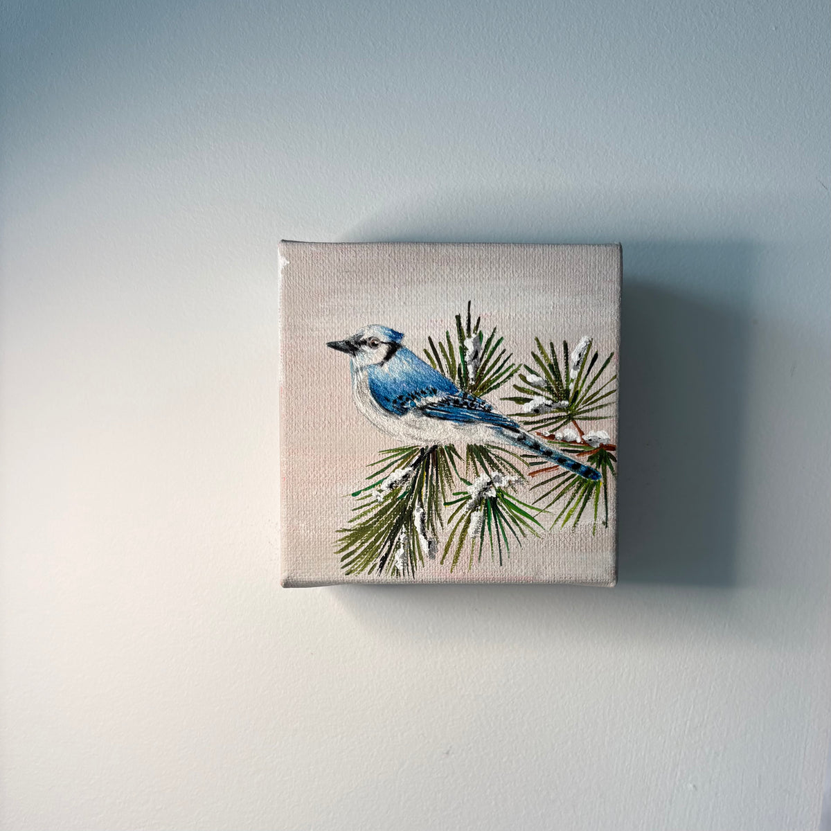 12A. Blue Jay Among Evergreens