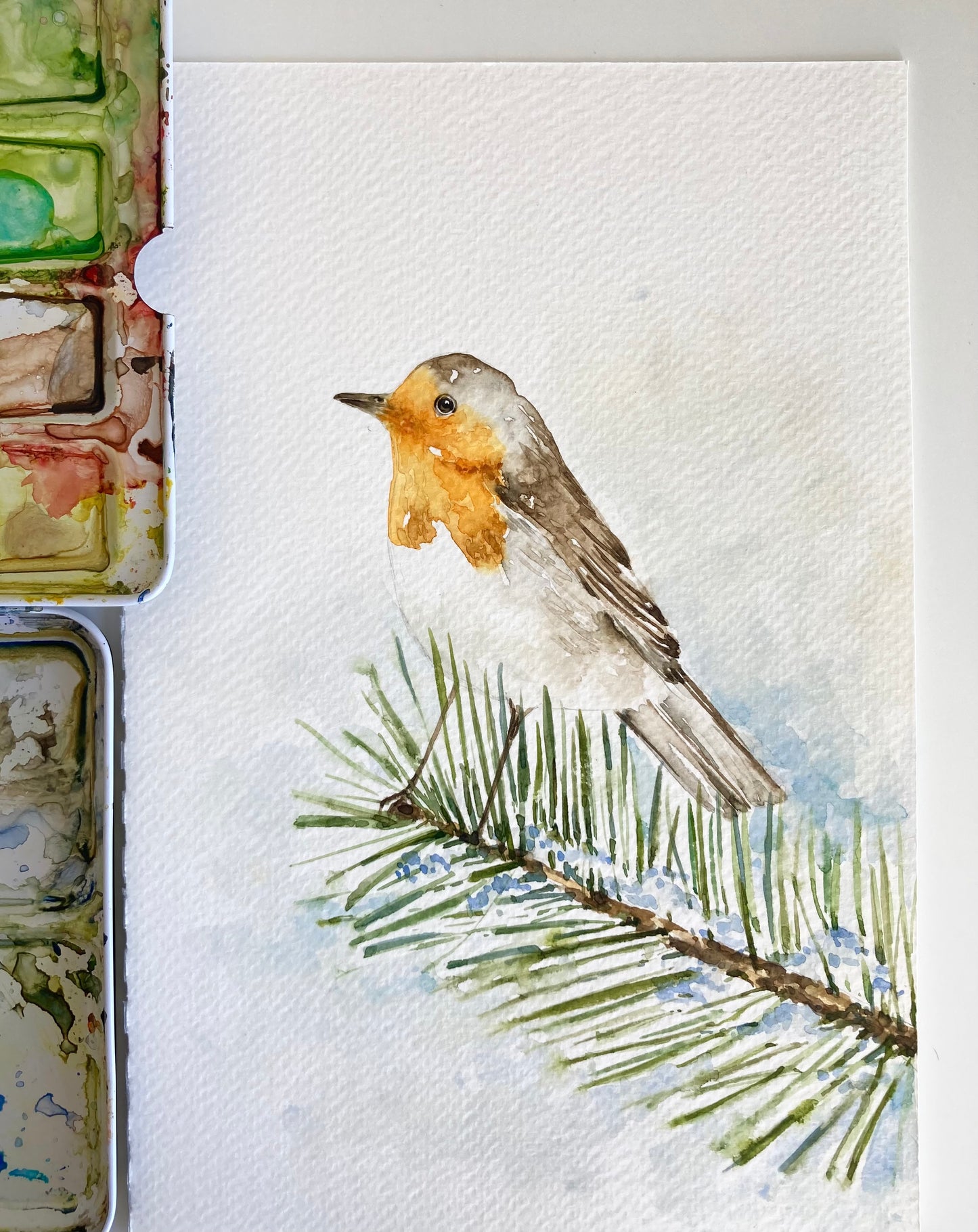 Robin on a Snowy Pine Tree