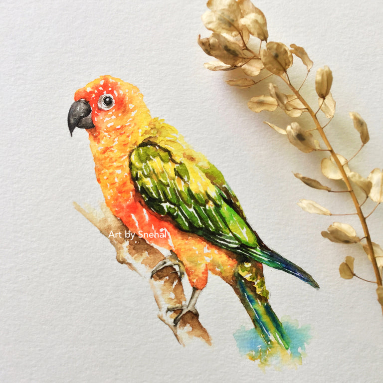 Sun Conure Perched on a Branch