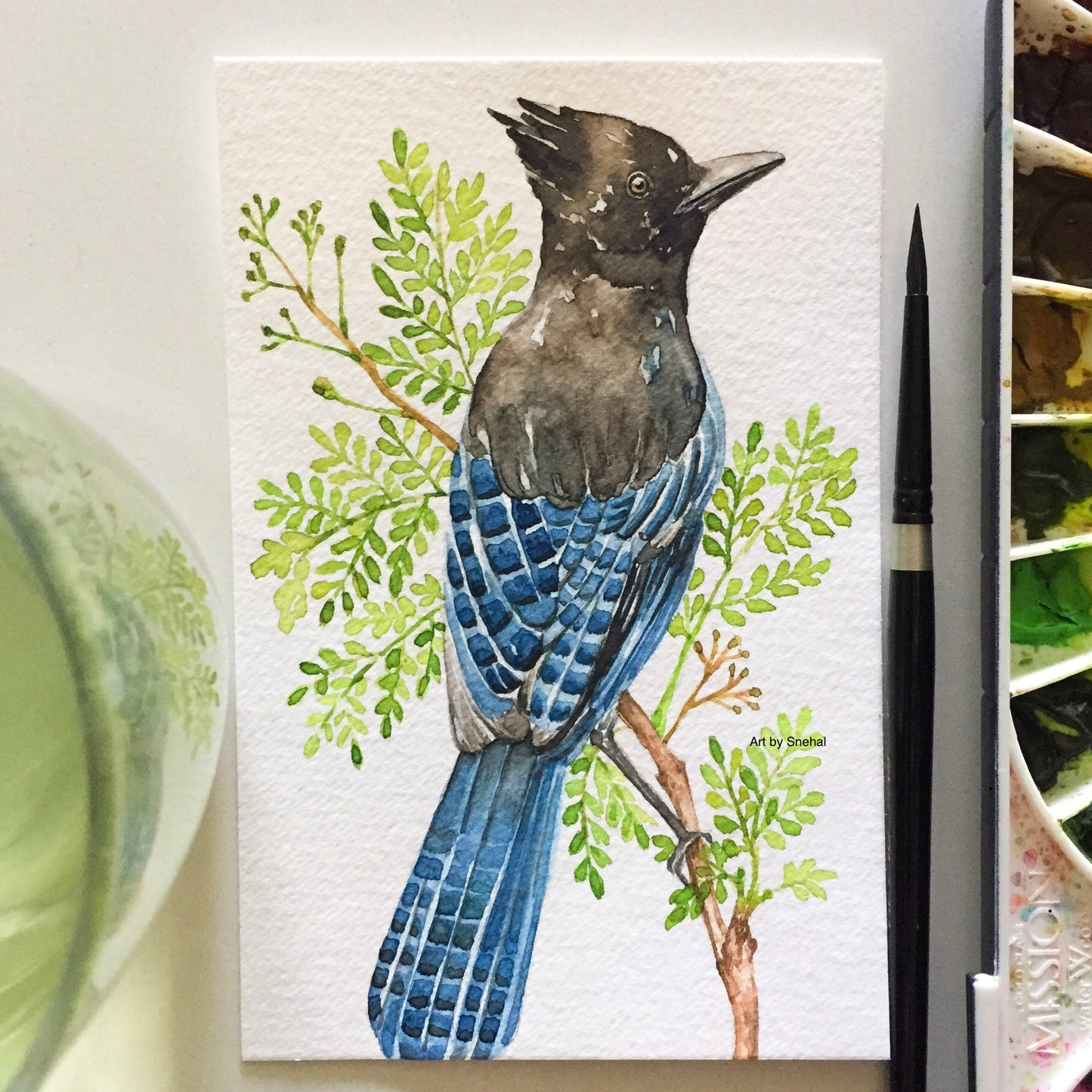 Steller's Jay on Leafy Branch