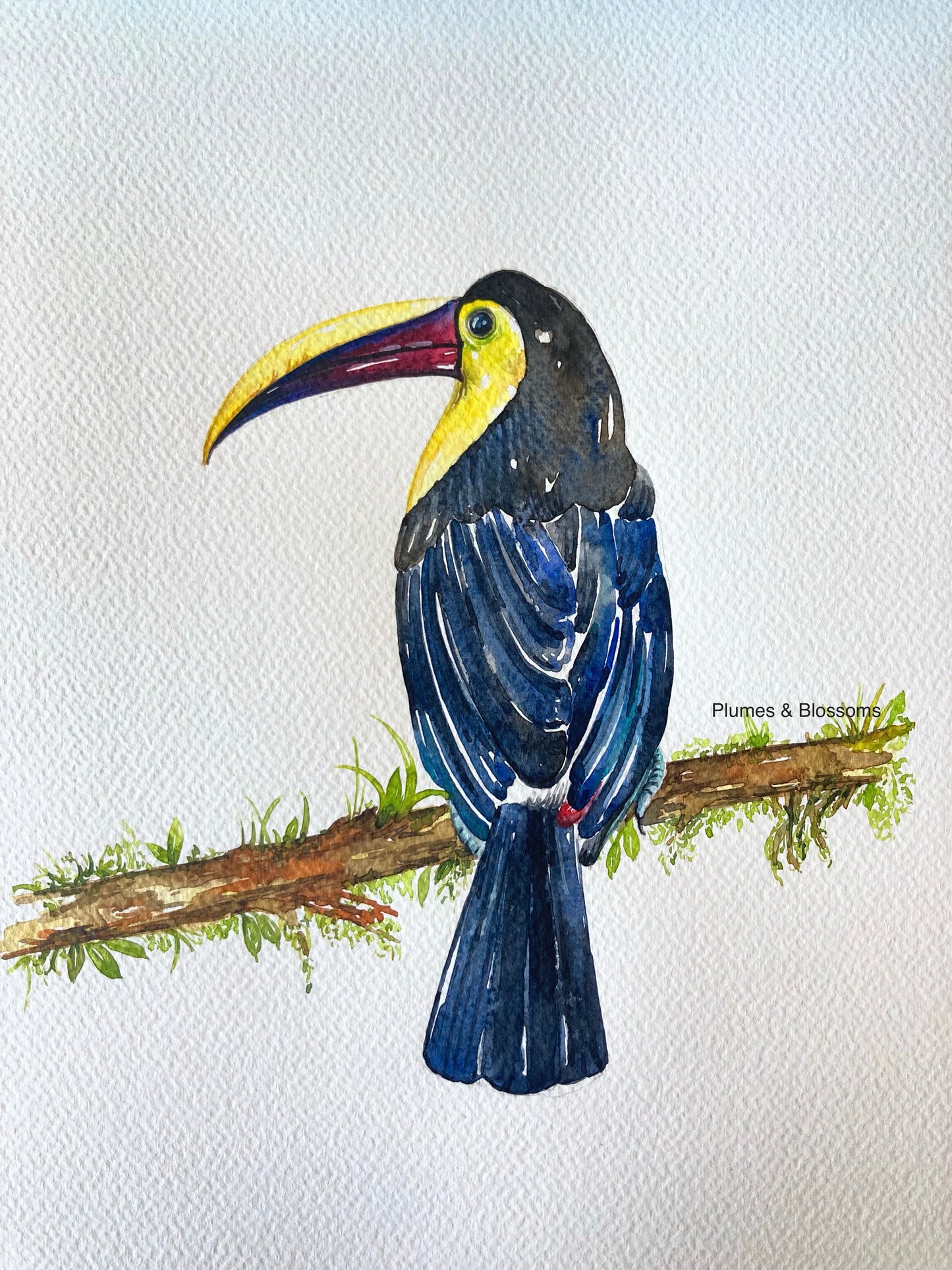 Tropical Toucan on Branch