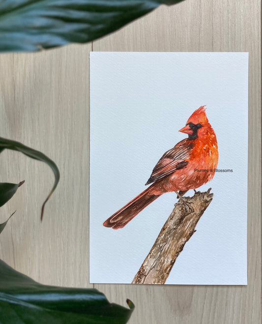 Birds of NS - Vibrant Cardinal - Art Print, Cardinal Print, Cardinals Watercolor