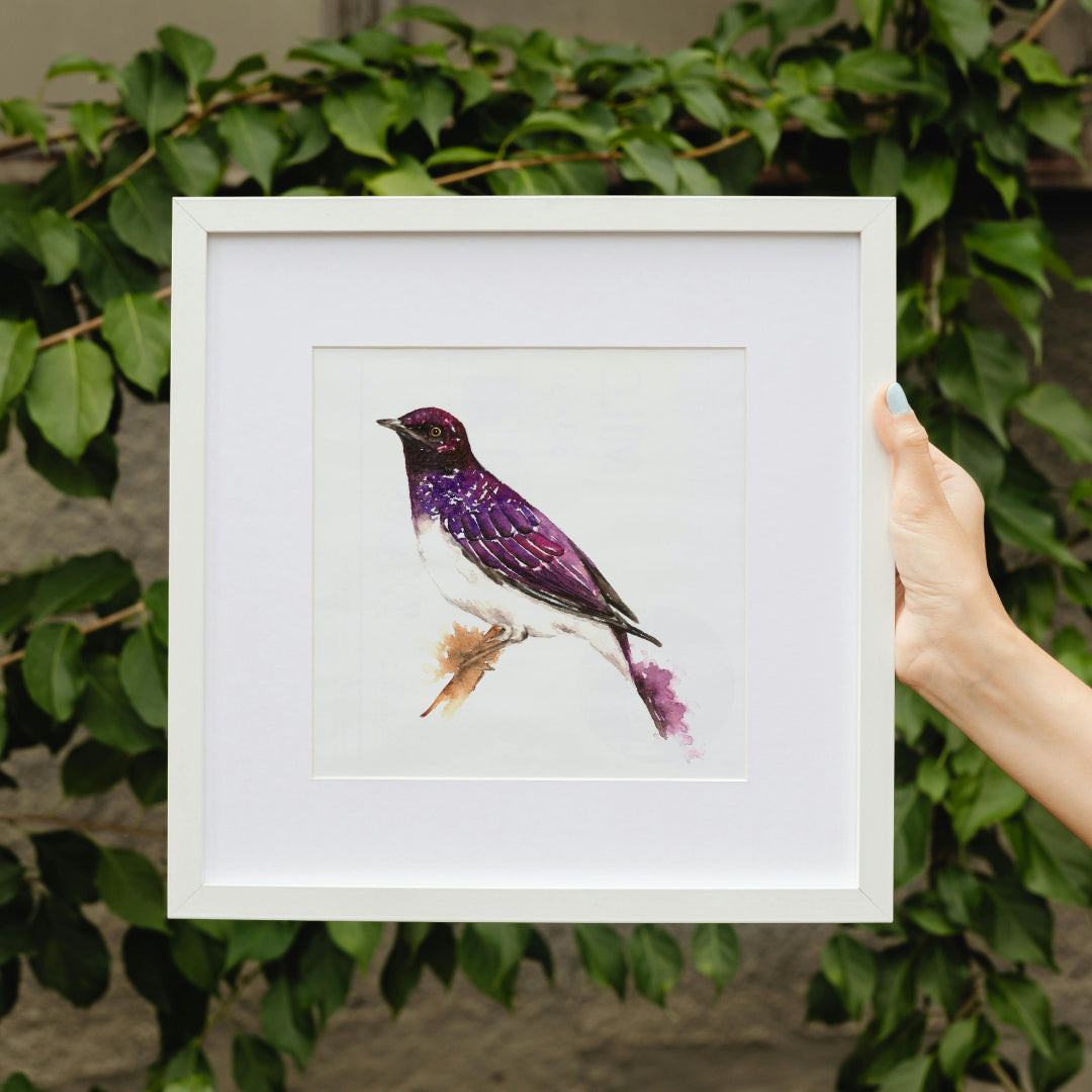 Violet-backed starling