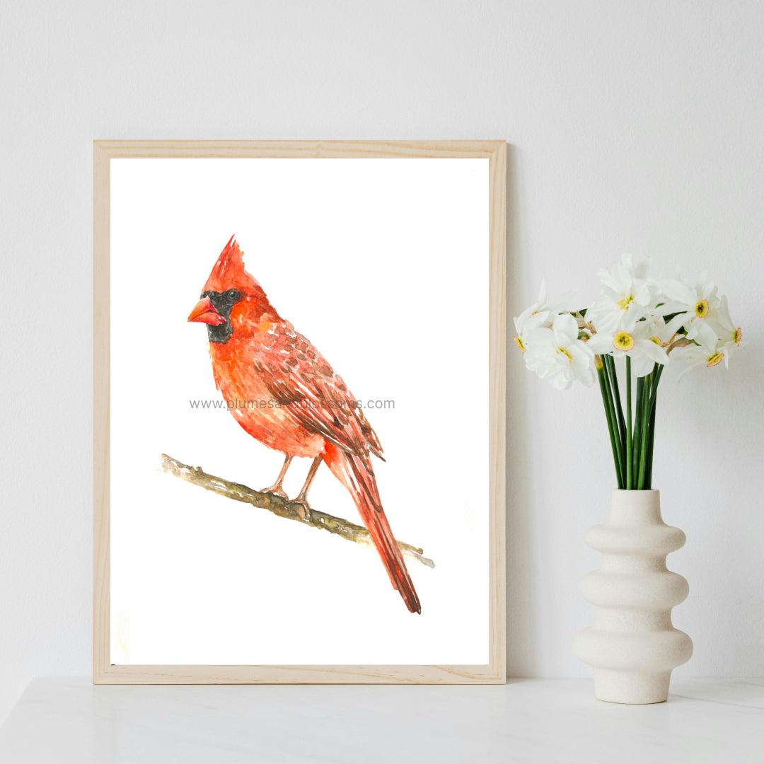 Northern Cardinal - Art Print, Cardinal Print, Cardinals Watercolor