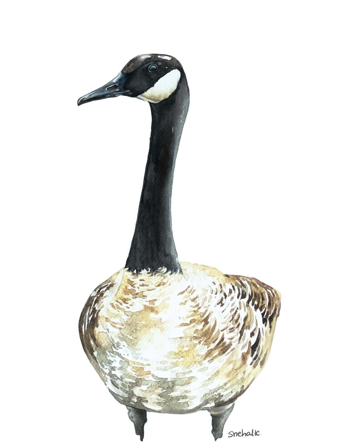 Canadian Goose Art Print