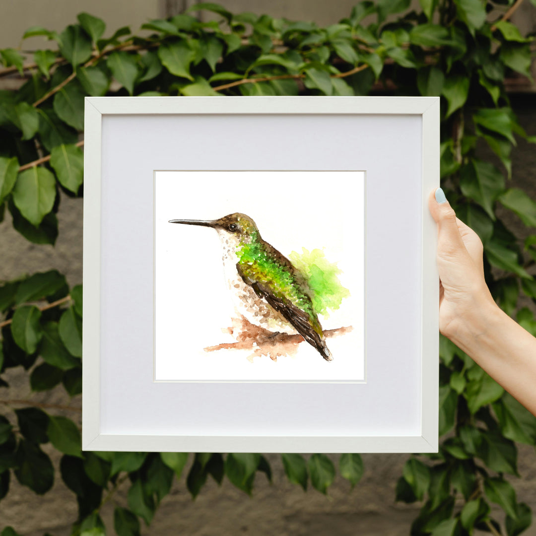 Graceful Green Hummingbird