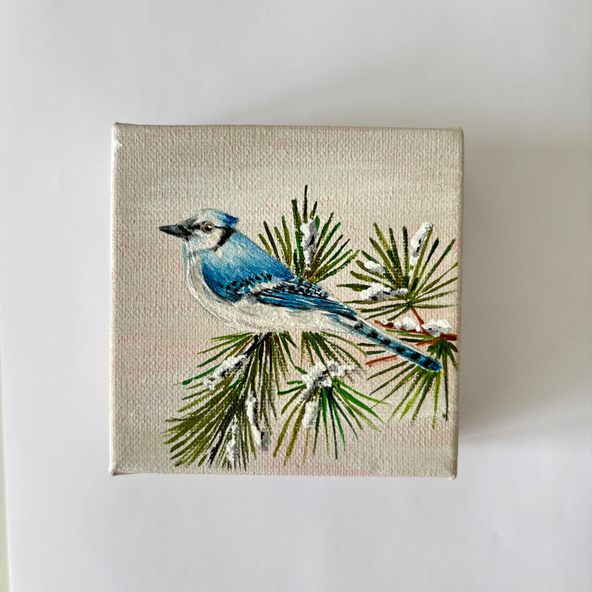 12A. Blue Jay Among Evergreens