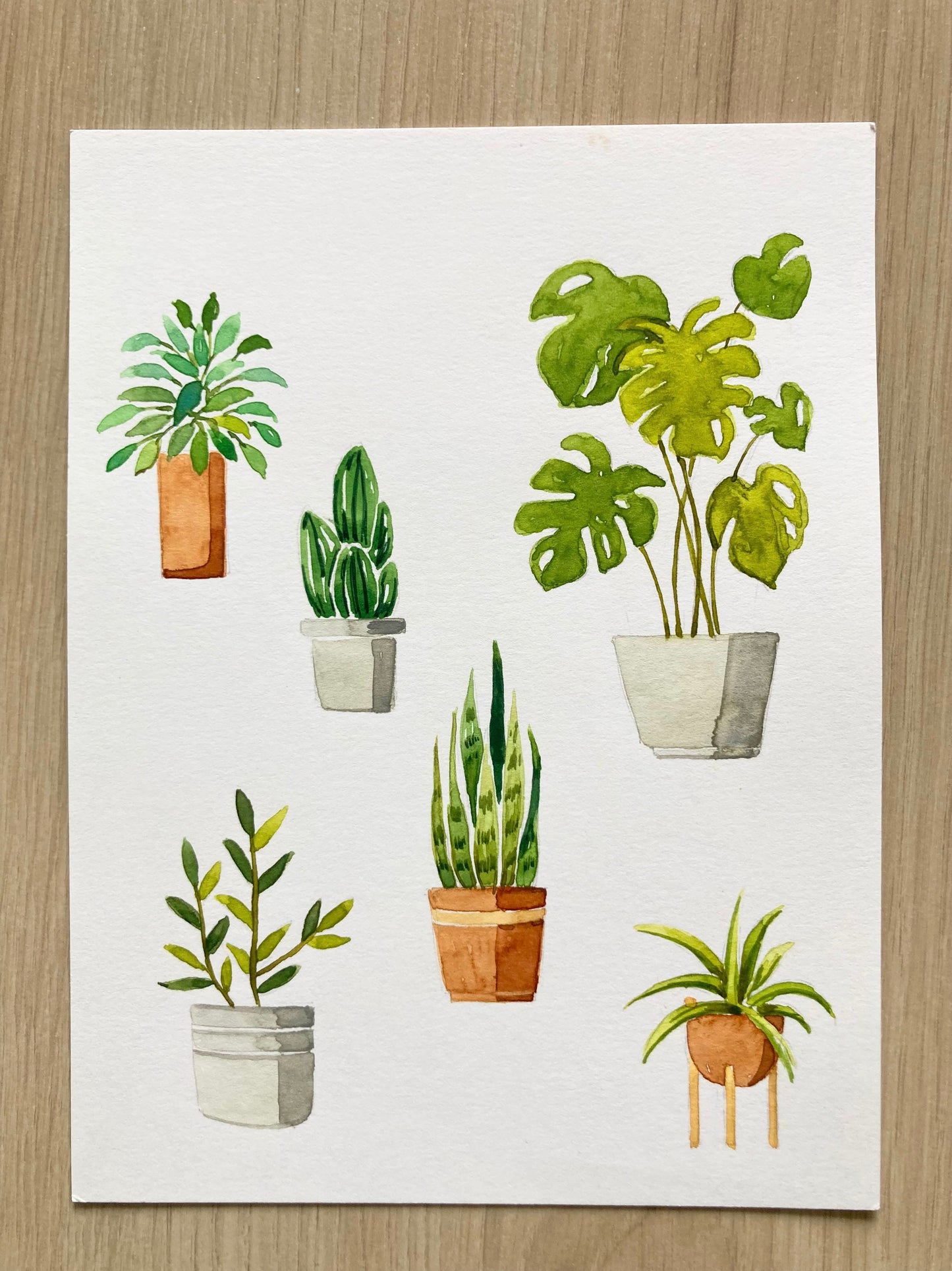 House Plant