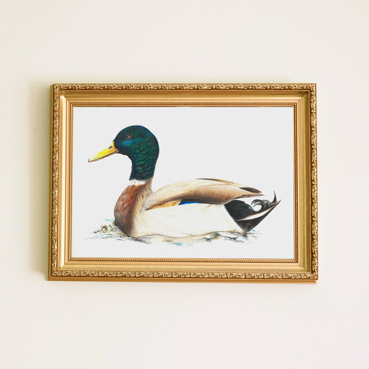 Mallard Duck Gouache Painting - Realistic Style