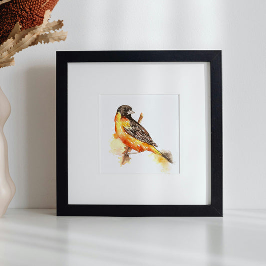 Northern Oriole