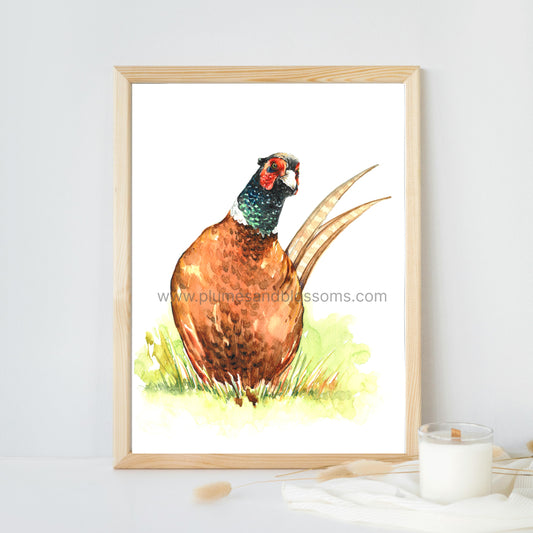 Birds of NS - Pheasant, NS Birds, Seaside Bids, Art Print 8x11, Poster print