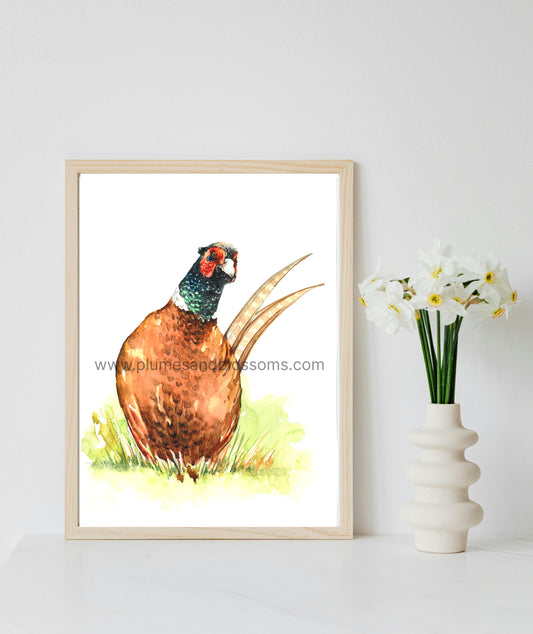 Birds of NS - Pheasant, NS Birds, Seaside Bids, Art Print 8x11, Poster print