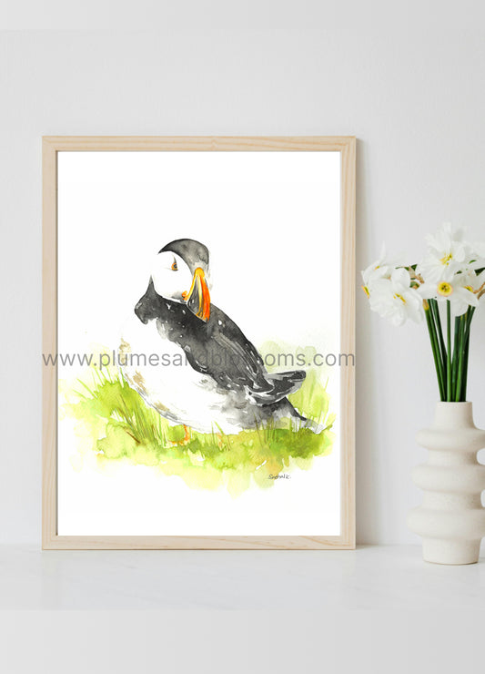 Puffin, Atlantic Birds, Seaside Bids, Art Print 8x11,Poster print