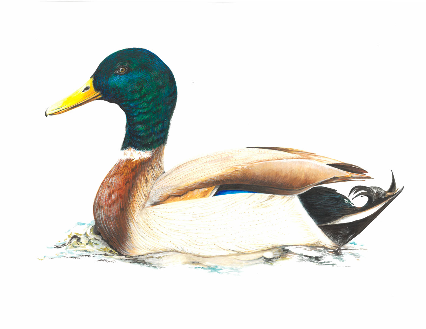 Mallard Duck Gouache Painting - Realistic Style