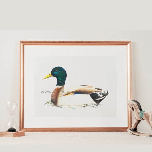 Birds of NS - Mallard Duck, Gouache Painting, Art Print 8x11, Watercolor Print, Duck Art, Water birds